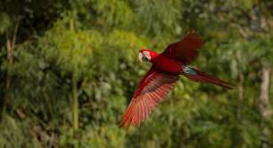 Bird flying over a forest in South America