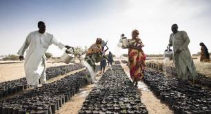 Great Green Wall