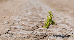 a green-sprout-sprouts-from-dry-cracked-earth