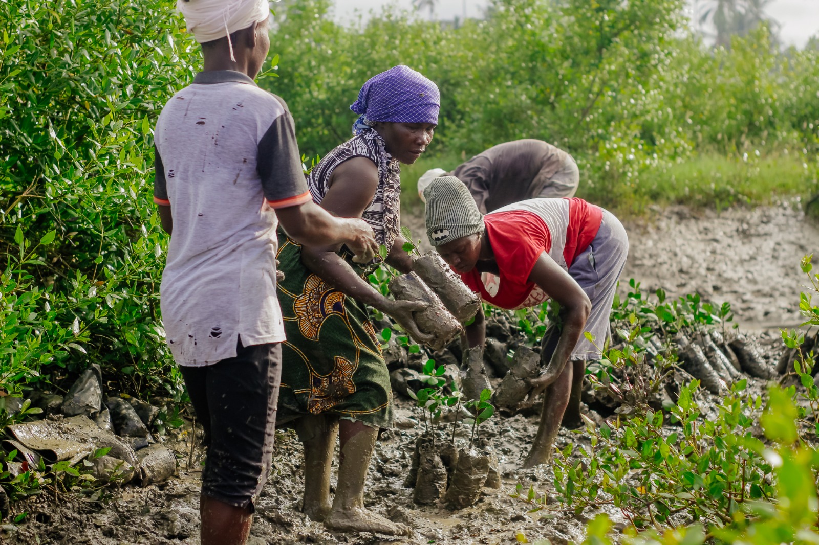 Local community members replanting saplings in the mangrove near Quelimane