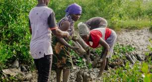 Local community members replanting saplings in the mangrove near Quelimane